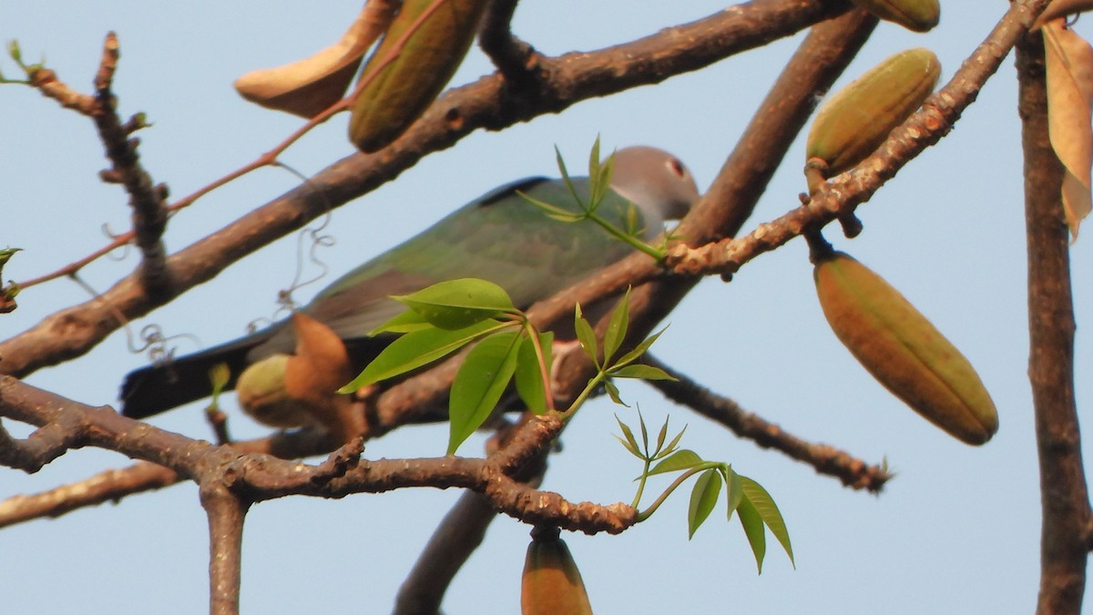 Green Imperial-Pigeon - ML616461928