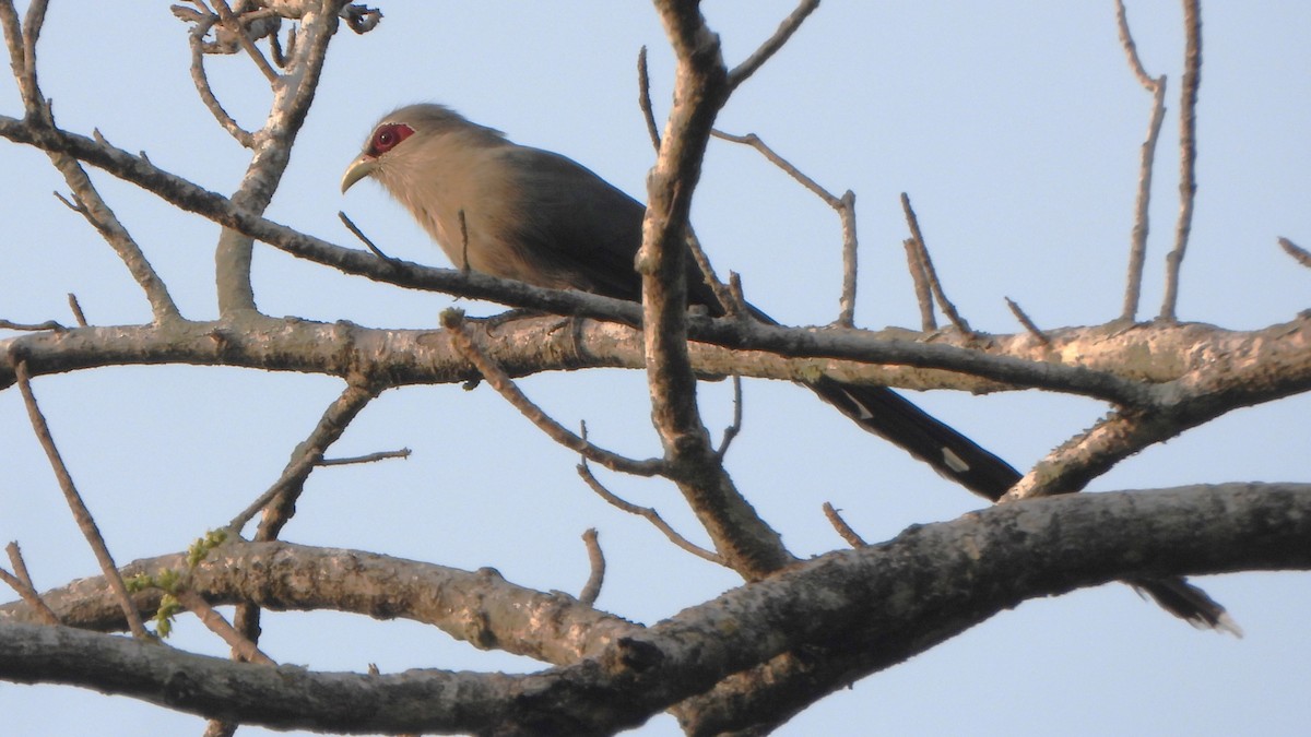 Green-billed Malkoha - ML616461947