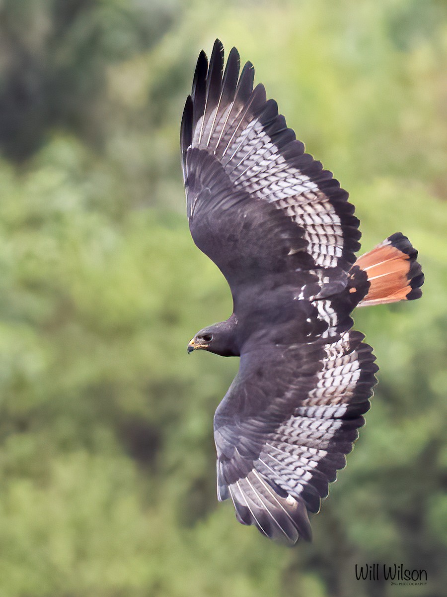 Augur Buzzard (Augur) - ML616461960