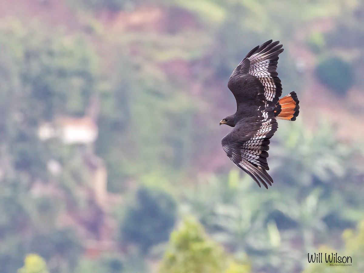 Augur Buzzard (Augur) - ML616461961