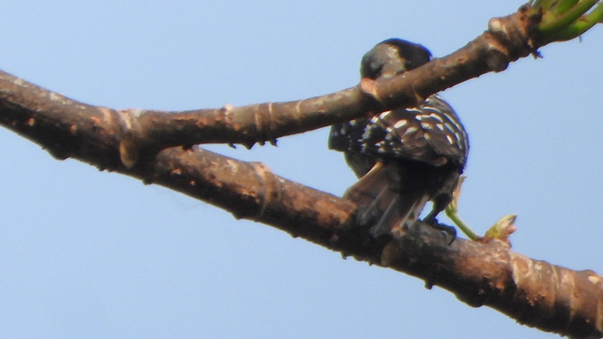 Gray-capped Pygmy Woodpecker - ML616461990