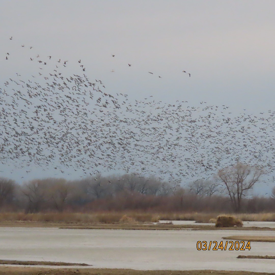 Sandhill Crane - ML616461995