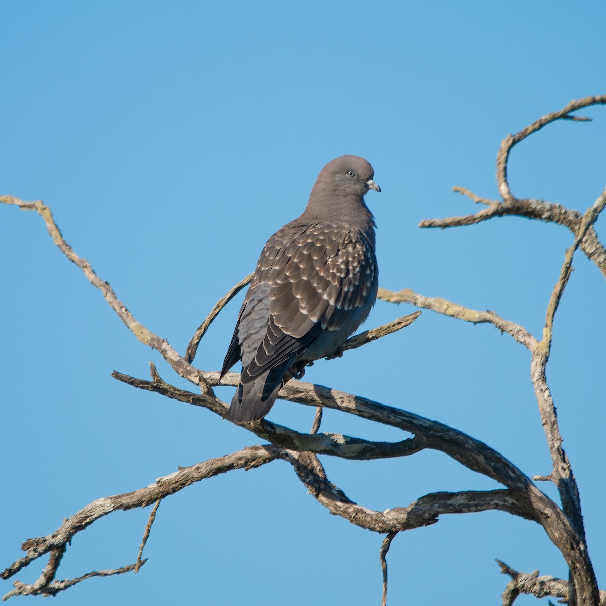 Spot-winged Pigeon - ML616462029