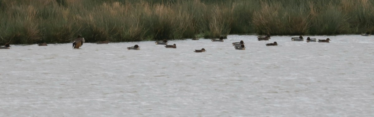 Green-winged Teal - ML616462043