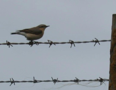 Northern Wheatear - ML616462075