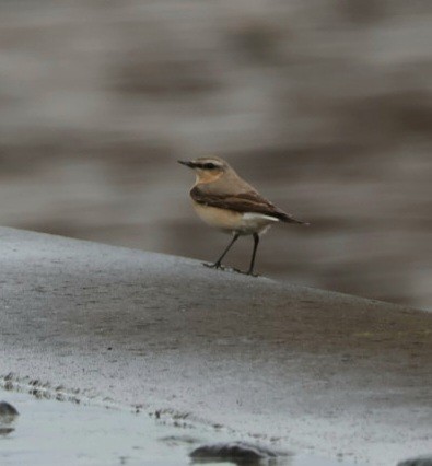 Northern Wheatear - ML616462076