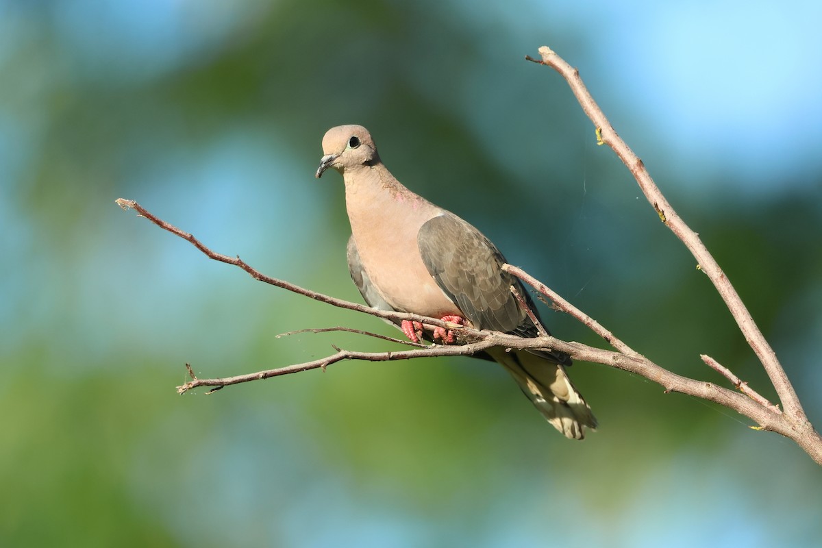 White-tipped Dove - ML616462078