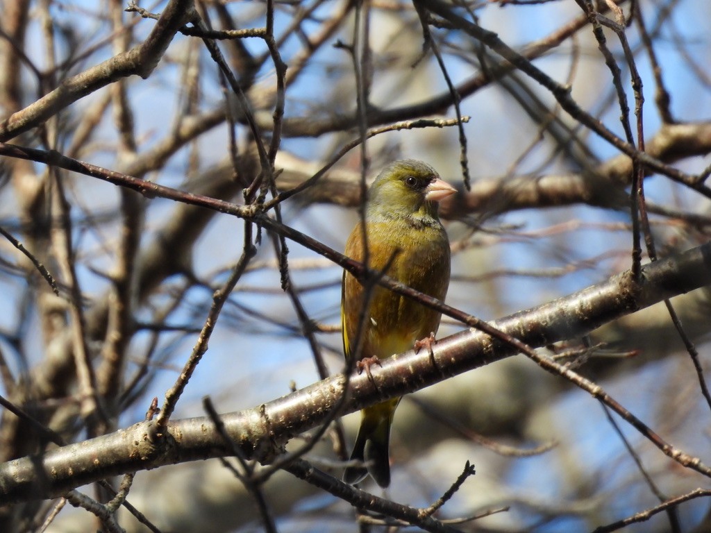 Oriental Greenfinch - ML616462146