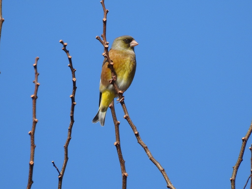 Oriental Greenfinch - Satoshi Ito