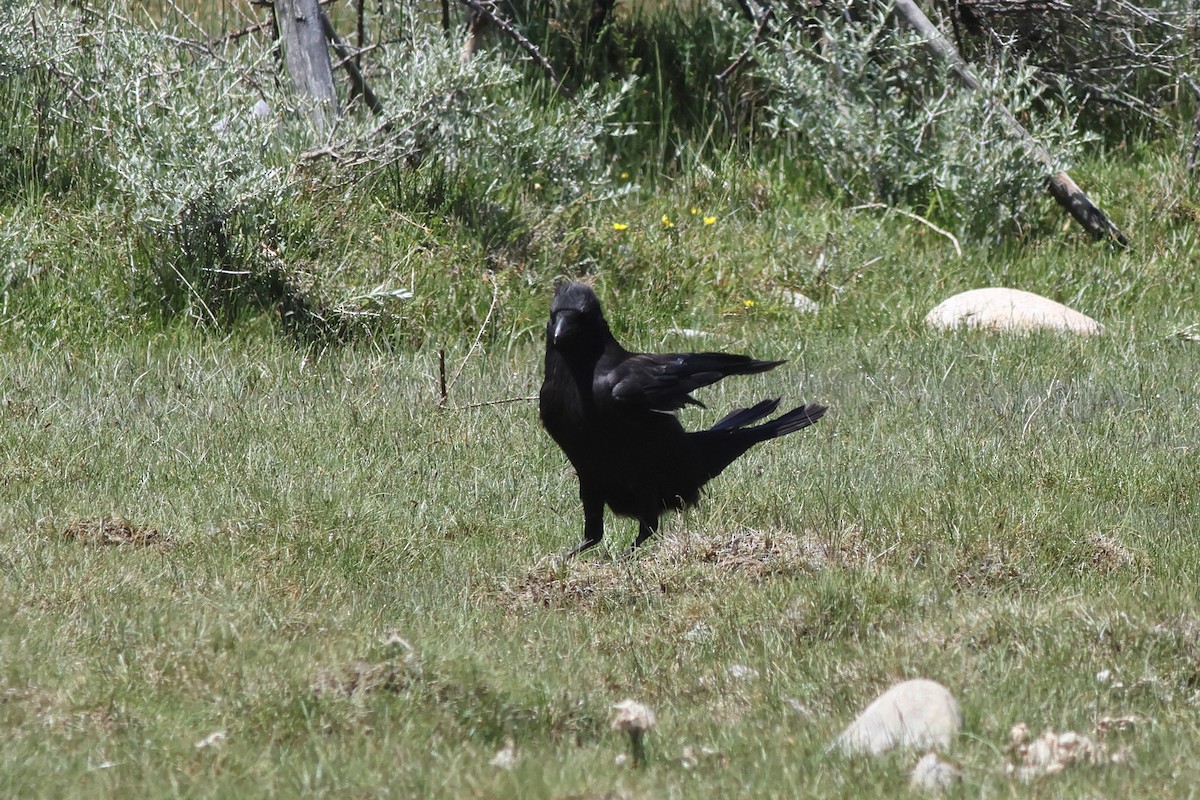 Carrion Crow - Chinmay Rahane
