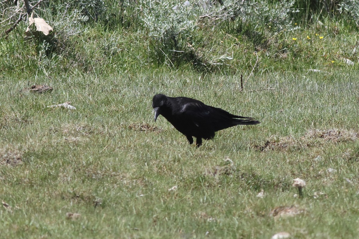 Carrion Crow - Chinmay Rahane