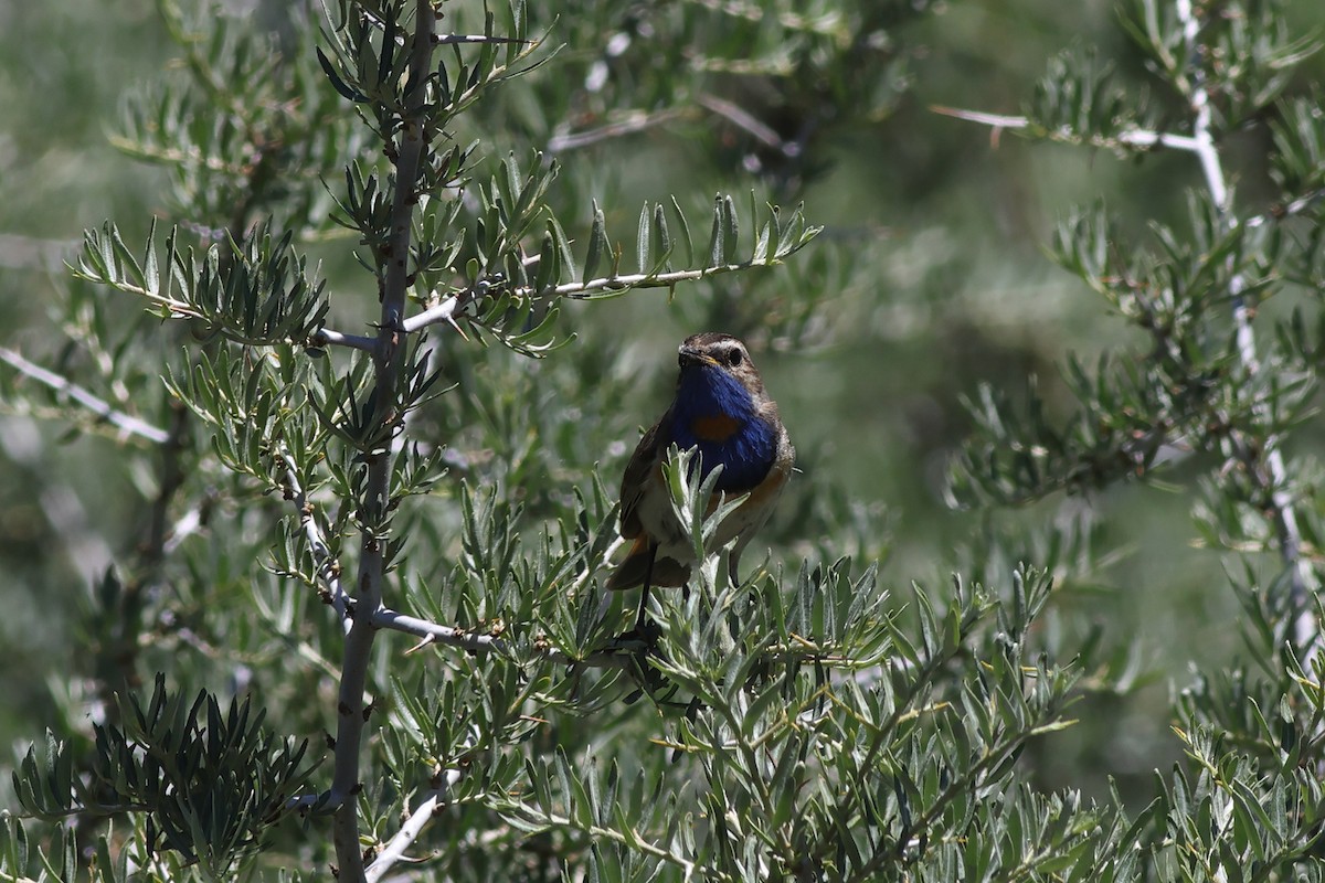 Bluethroat - Chinmay Rahane