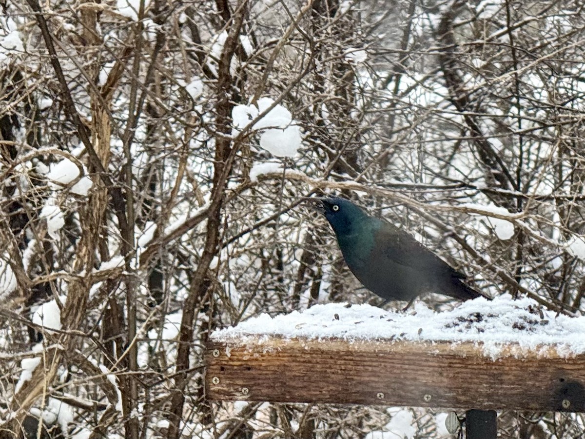 Common Grackle - ML616462174
