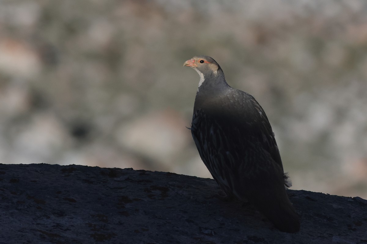 Tibetan Snowcock - ML616462181