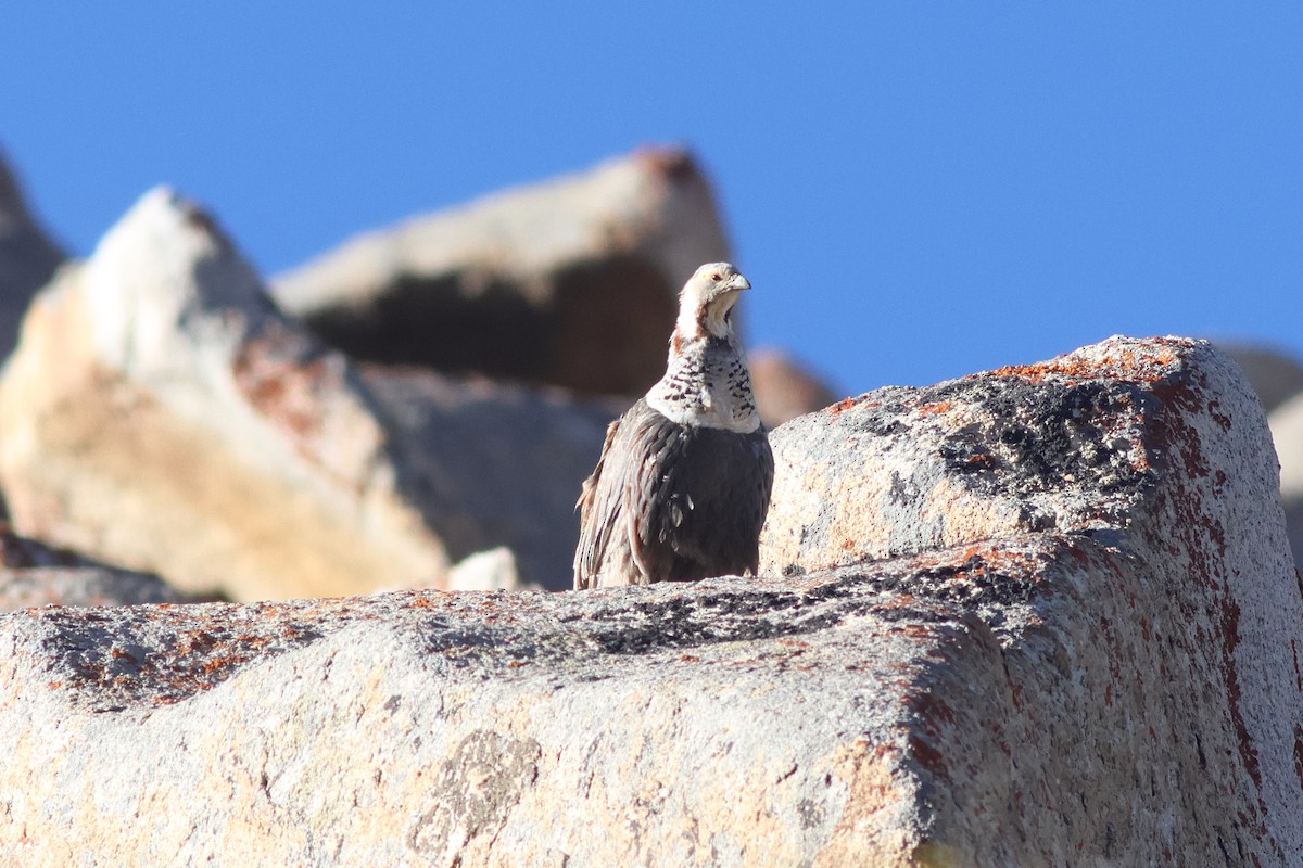 Himalayan Snowcock - ML616462186