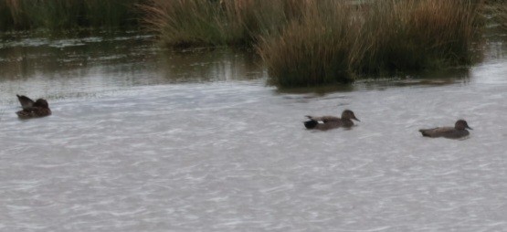 Gadwall - ML616462190