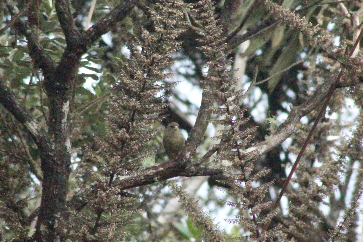 Paramo Seedeater - ML616462239