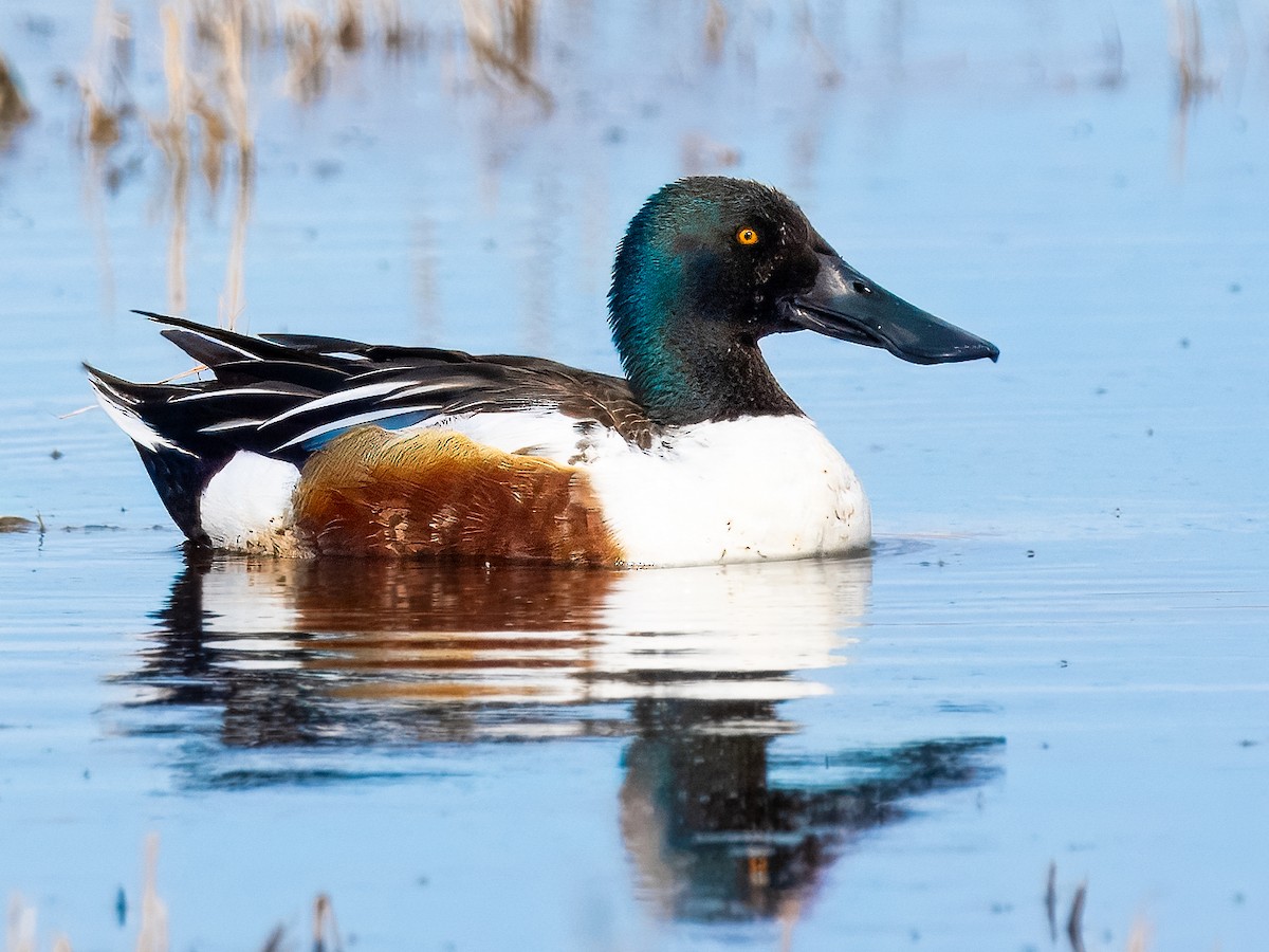 Northern Shoveler - ML616462245