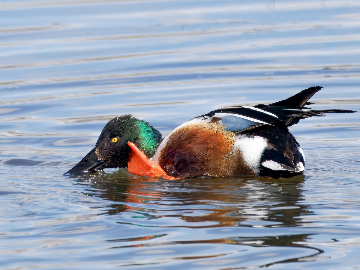 Northern Shoveler - ML616462246