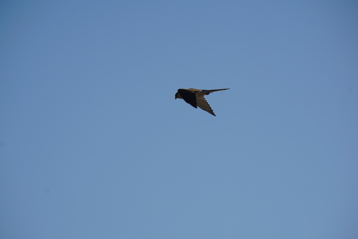 Nankeen Kestrel - ML616462256