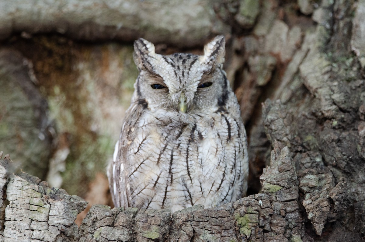 výreček neotropický - ML616462261