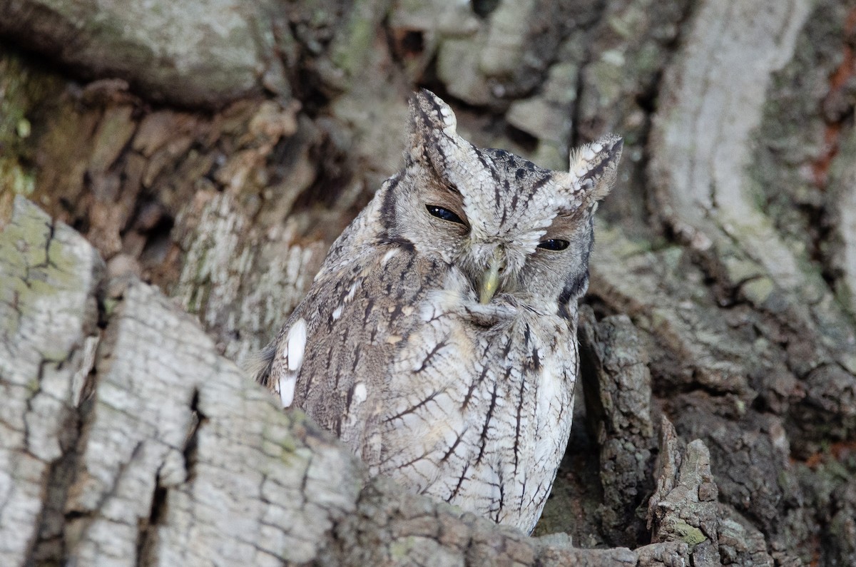 výreček neotropický - ML616462262