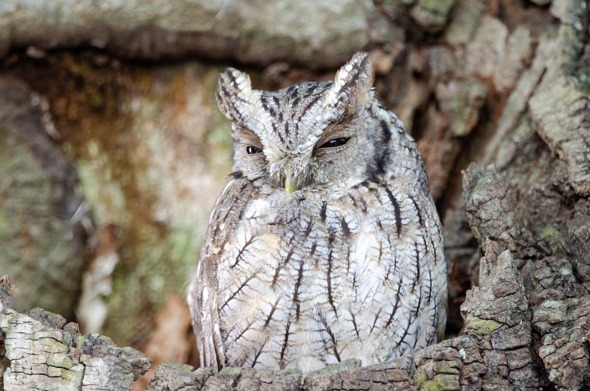 výreček neotropický - ML616462263