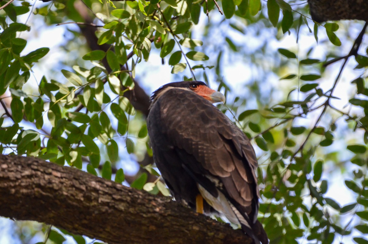 karančo jižní - ML616462266