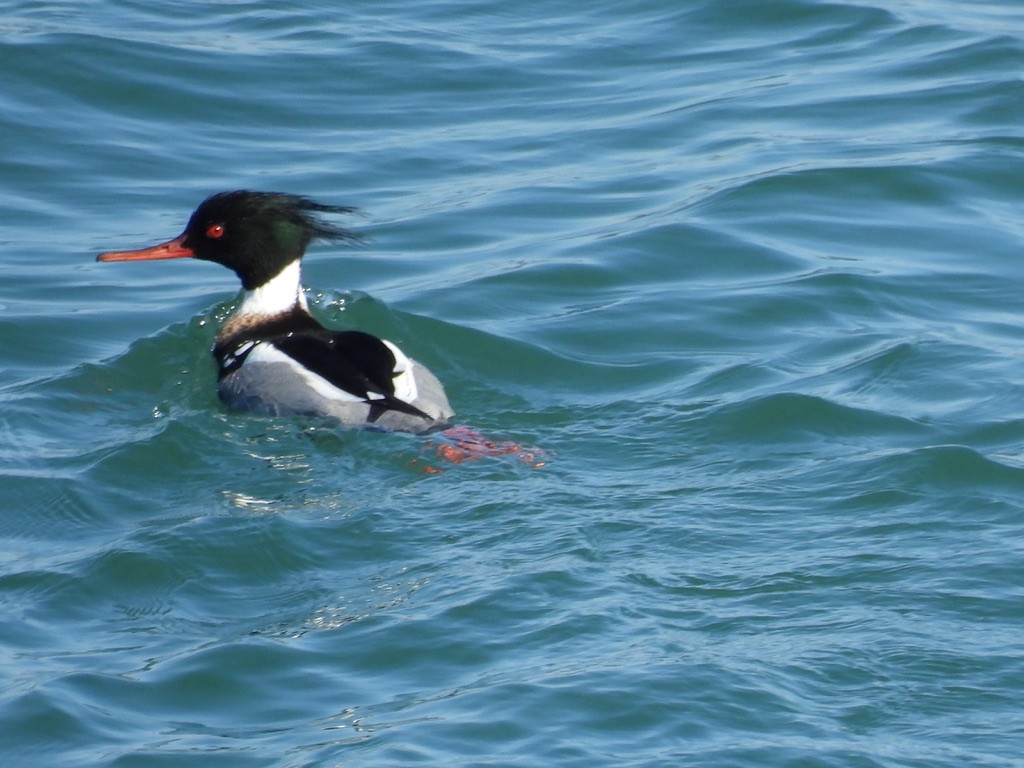 Red-breasted Merganser - ML616462274