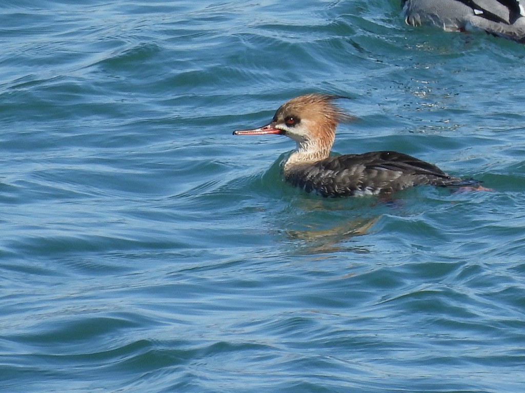 Red-breasted Merganser - ML616462277