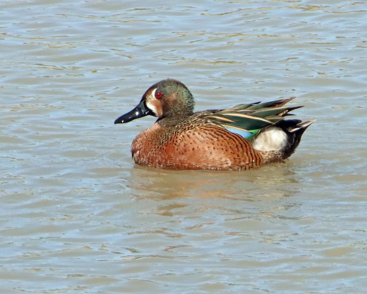 Blue-winged/Cinnamon Teal - ML616462278