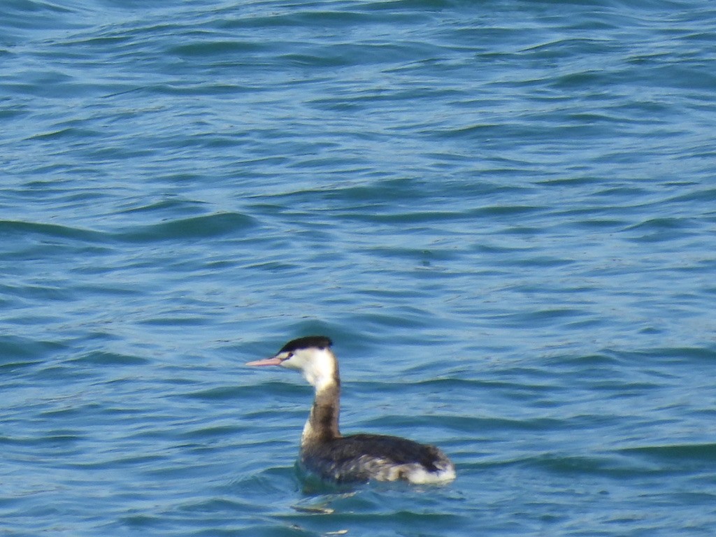 Great Crested Grebe - ML616462280