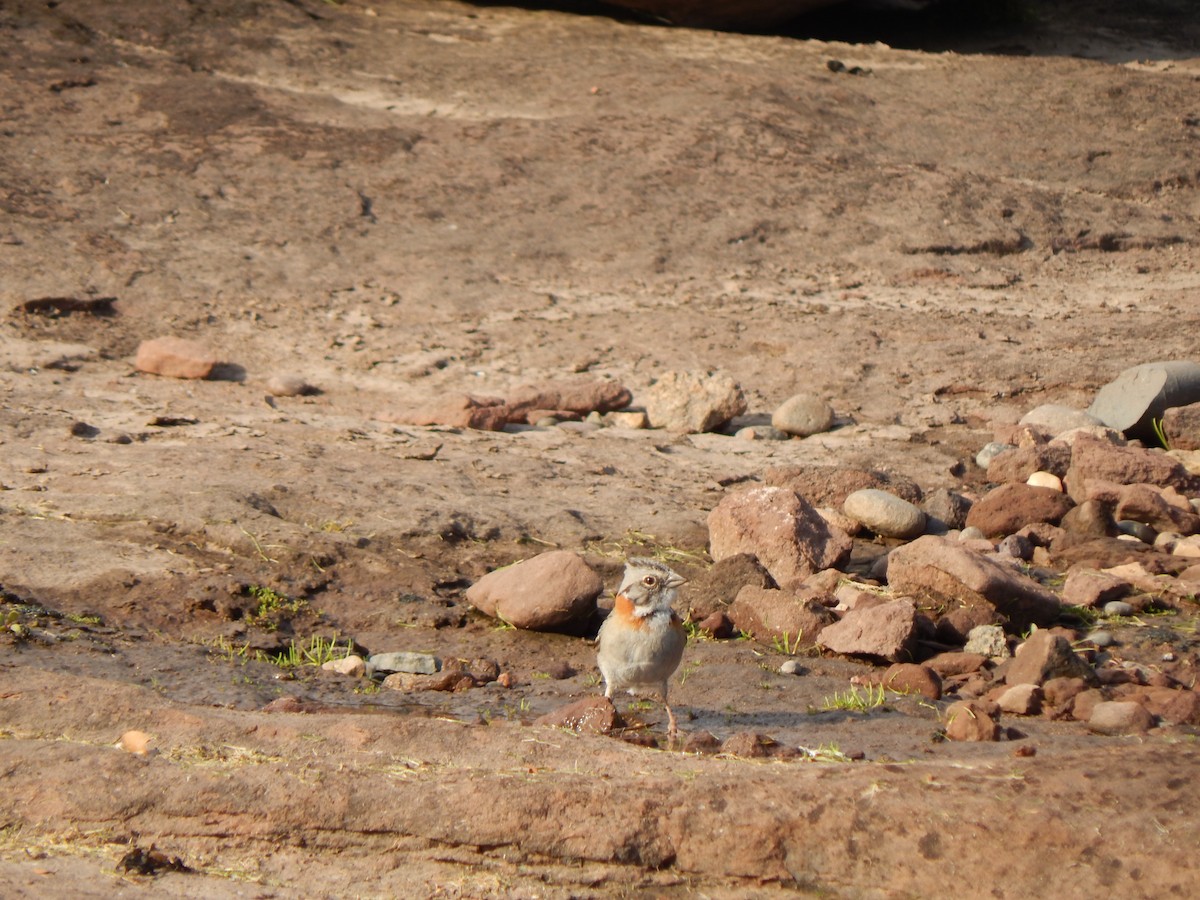 Rufous-collared Sparrow - ML616462284