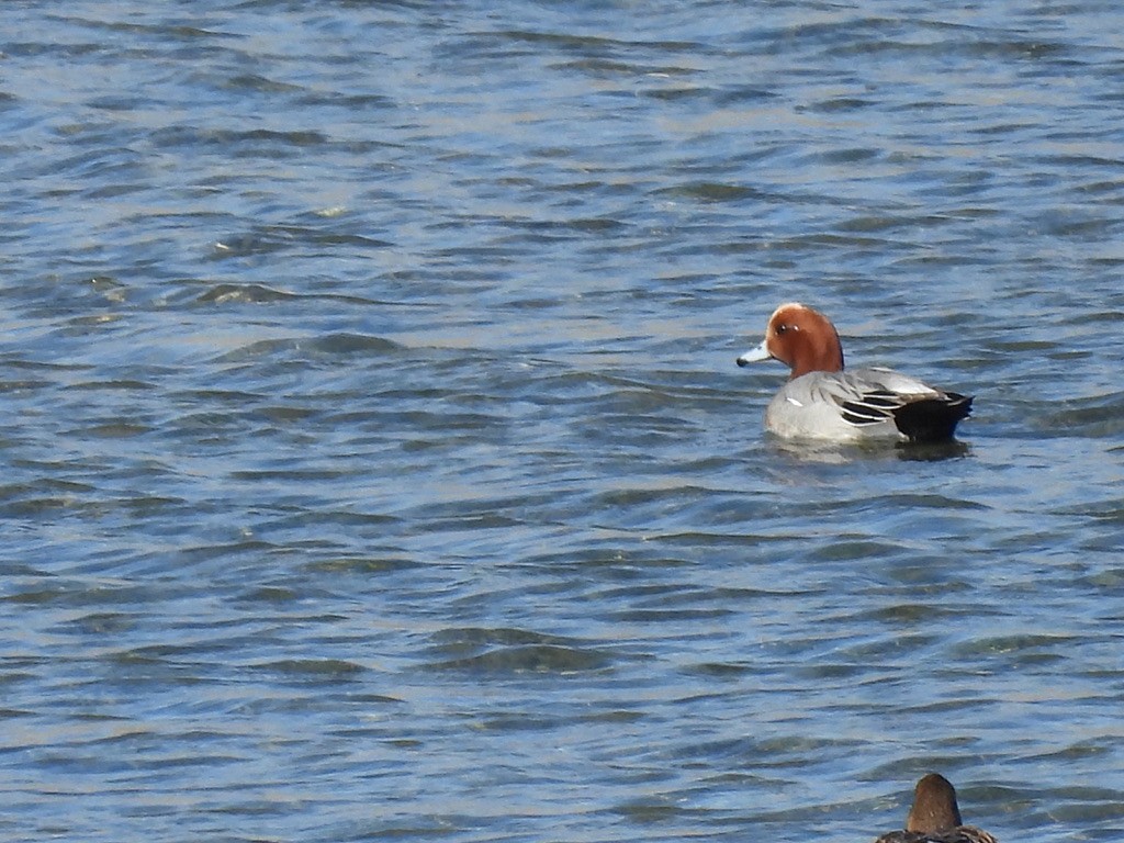 Eurasian Wigeon - ML616462290