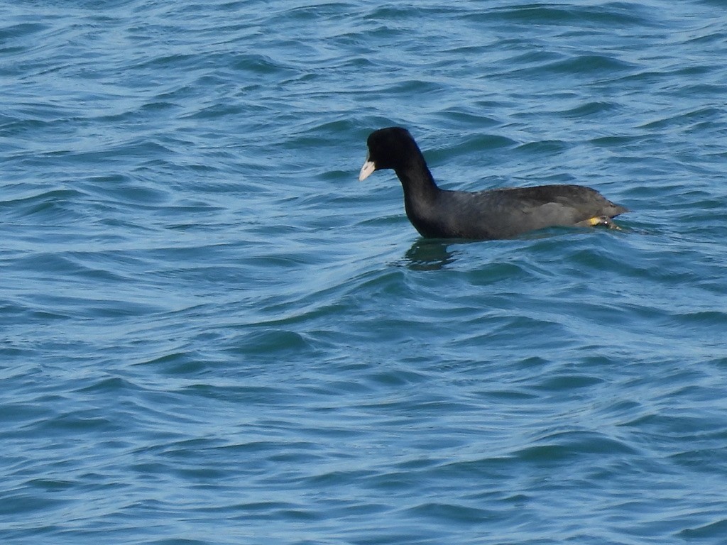 Eurasian Coot - ML616462292