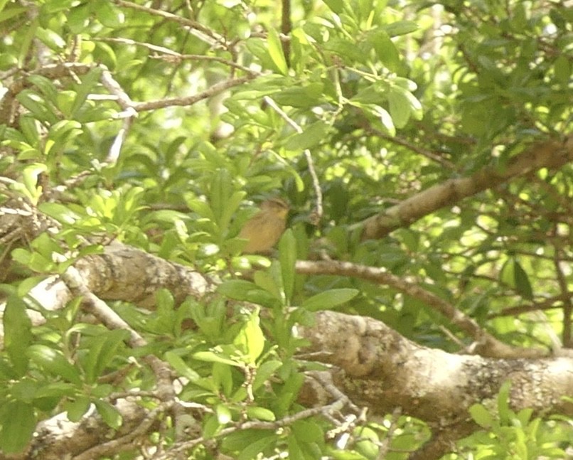 lesňáček bažinný (ssp. hypochrysea) - ML616462297