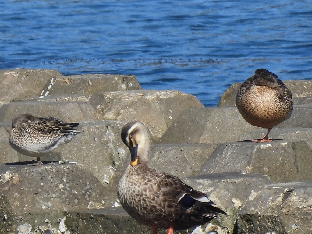 Eastern Spot-billed Duck - ML616462300