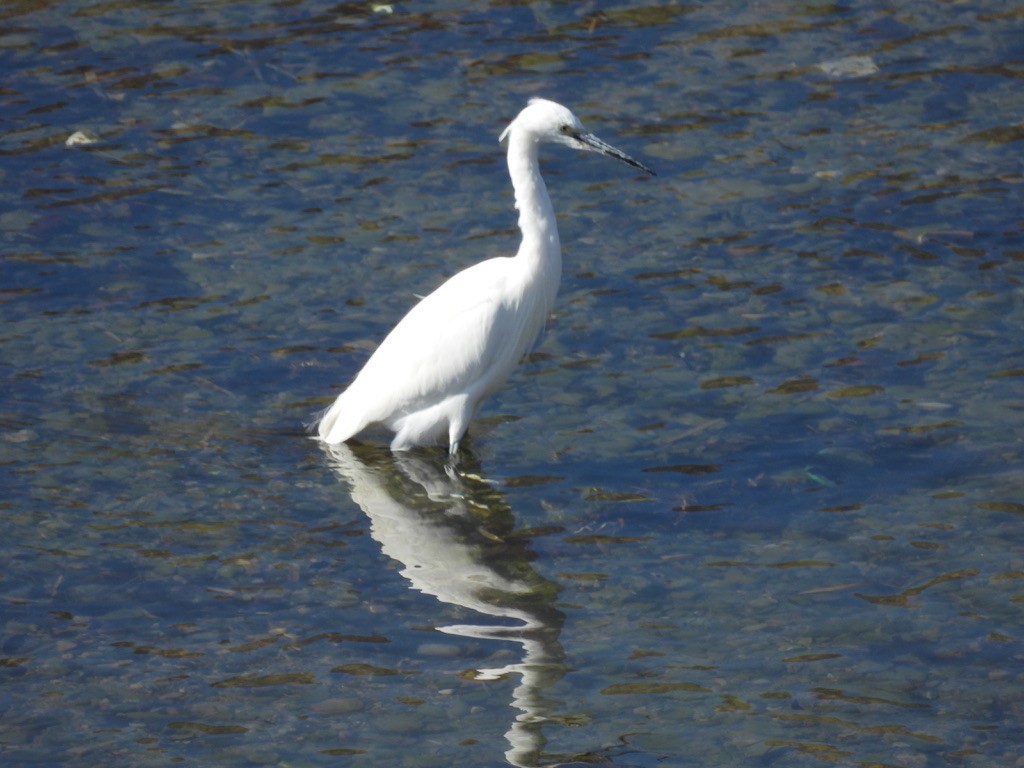 Little Egret - ML616462324