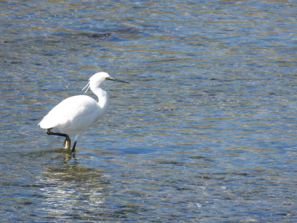 Little Egret - Satoshi Ito