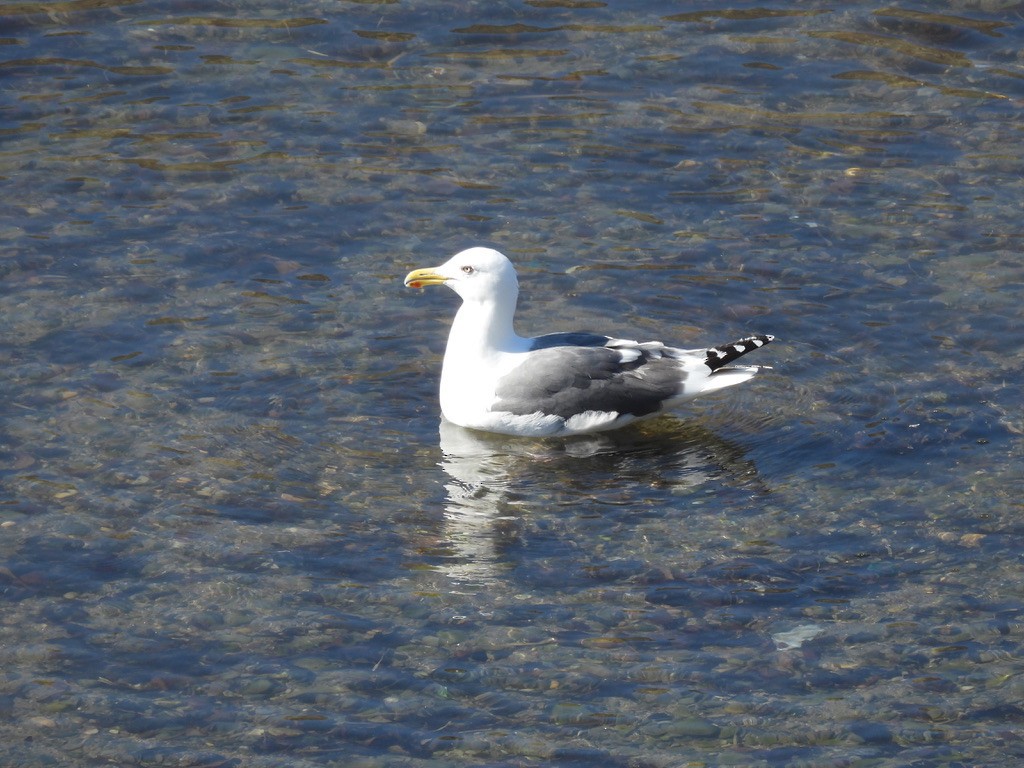 Vega/Mongolian Gull - ML616462335