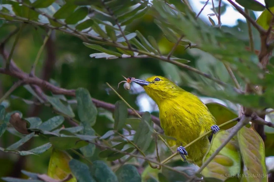 Common Iora - ML616462342