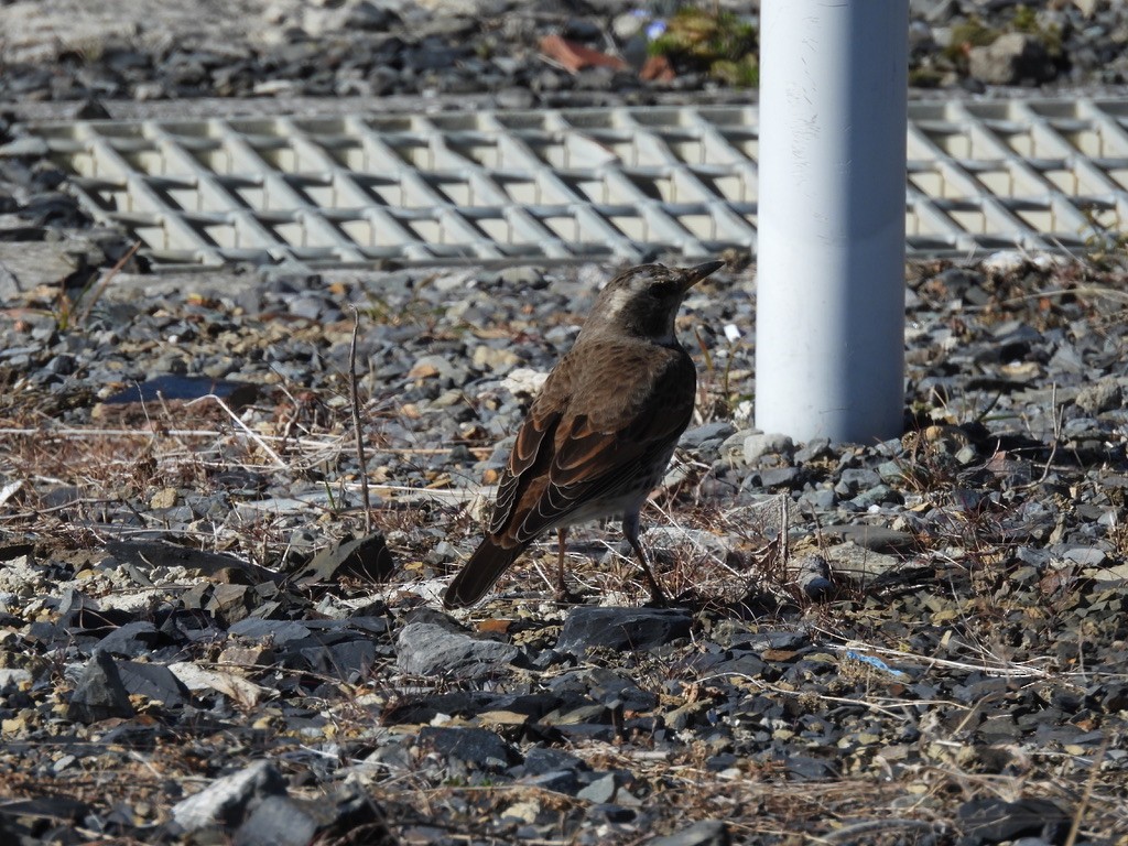 Dusky Thrush - Satoshi Ito