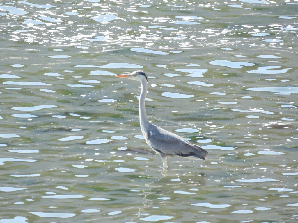 Gray Heron - ML616462369