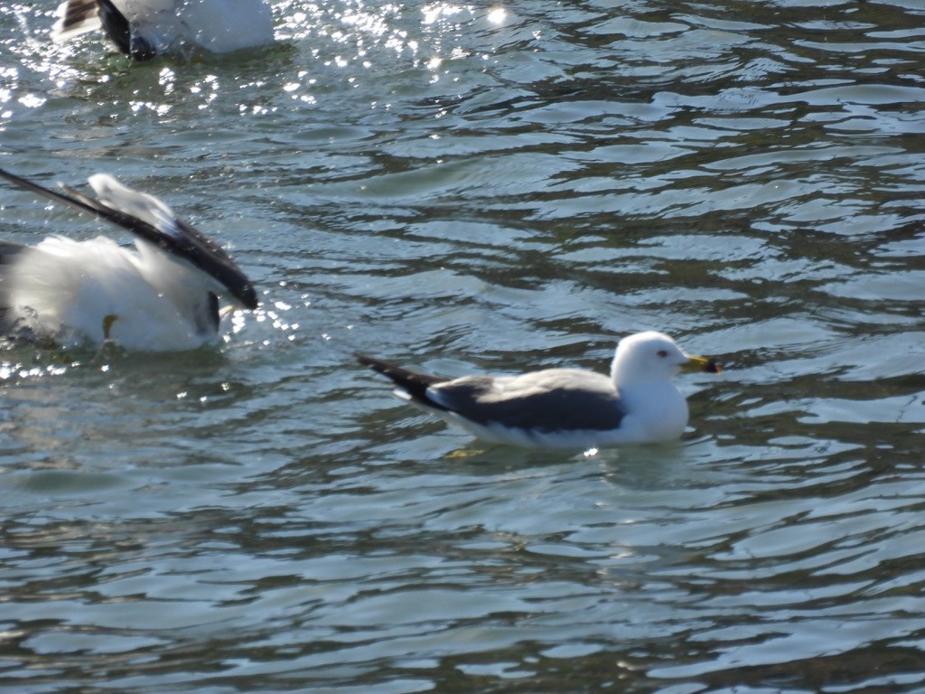 Black-tailed Gull - Satoshi Ito