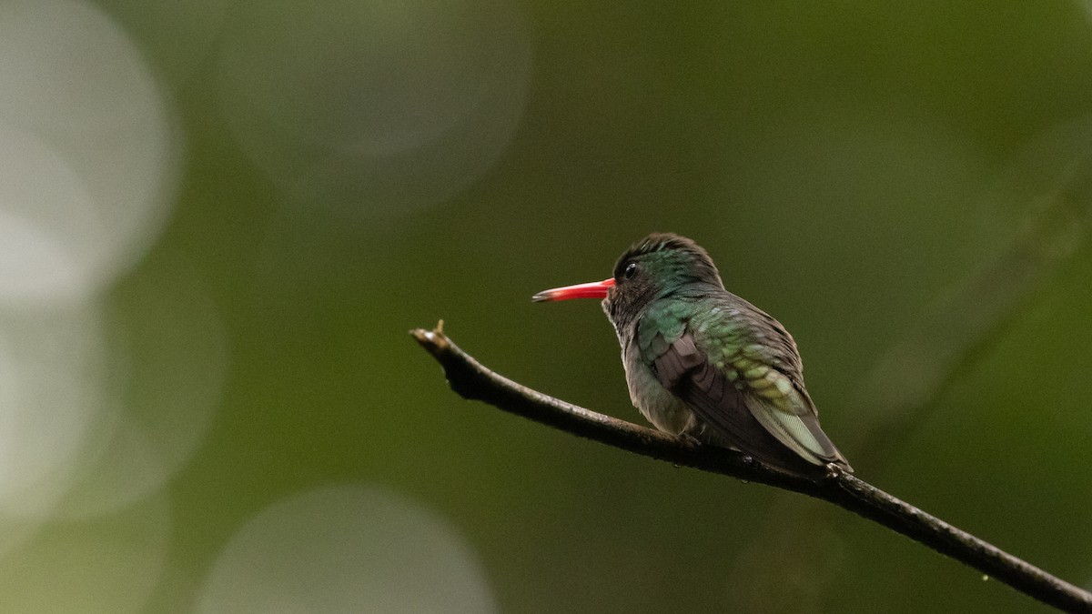 Blue-throated Goldentail - Guy de Bruyn