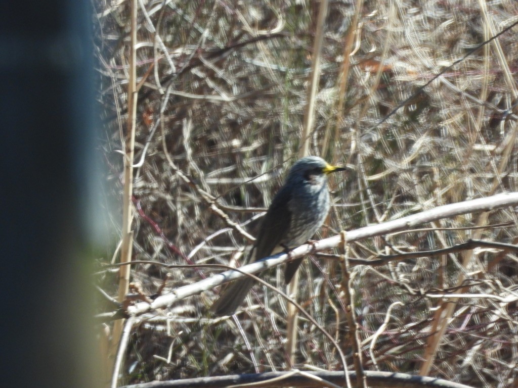 Brown-eared Bulbul - ML616462396