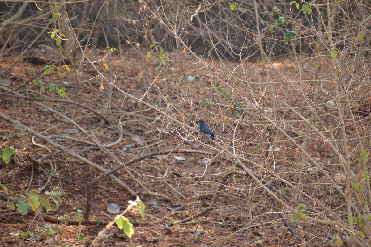 Gray-bellied Cuckoo - ML616462400