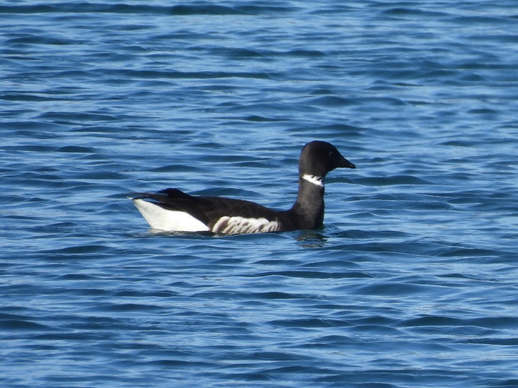 Brant - ML616462409