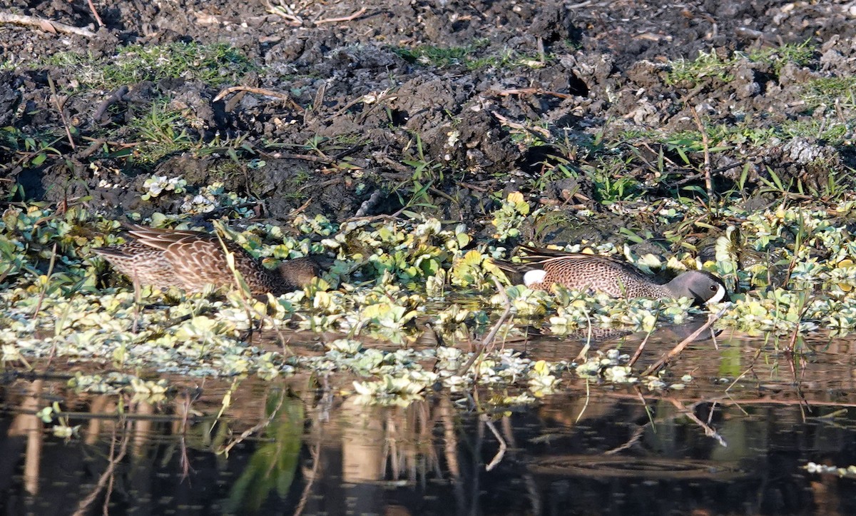 Blue-winged Teal - ML616462410