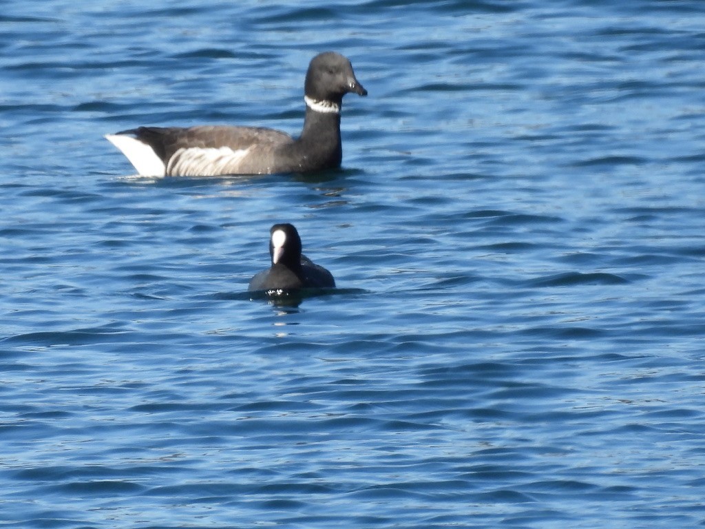 Barnacla Carinegra - ML616462415